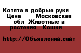 Котята в добрые руки  › Цена ­ 5 - Московская обл. Животные и растения » Кошки   